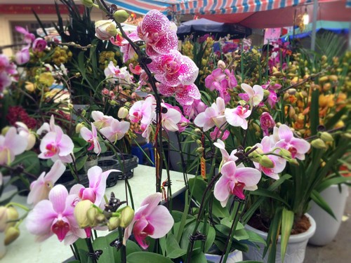 Hang Luoc Flower Market in Hanoi's Old Quarter - ảnh 9